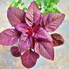 500 Seeds Red Spinach Seeds for Planting Chinese Amaranth Spinach (Seeds)