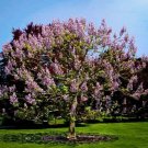 25 Seeds Redbud Tree Seeds to Grow (Seeds)