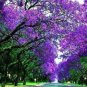 25 Seeds Redbud Tree Seeds to Grow (Seeds)