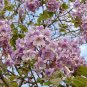 25 Seeds Redbud Tree Seeds to Grow (Seeds)