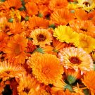 250 Seeds Calendula Seeds for Planting Pacific Beauty Mix (Seeds)