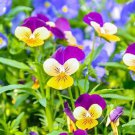 500 Seeds Viola Johnny Jump Up Plant Flower Beautiful Perennial Garden Flower (Seeds) 500 Seeds Viola Johnny Jump Up Plant Flower Beautiful Perennial Garden Flower (Seeds)