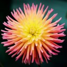 50+ Seeds Cactus Dahlia Mixed Color (Seeds)