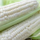 75 Seeds White Corn Seeds for Planting (Seeds)