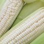 75 Seeds White Corn Seeds for Planting (Seeds)
