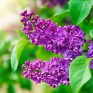 50 Seeds Purple Lilac Seeds for Planting Stunning Purple Flowers Great for Bonsai (Seeds)