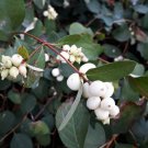 50+ Seeds Snowberry Shrub Seeds - Non-GMO (Seeds)