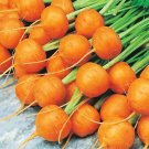 100+ Seeds Round Parisian Carrot Seeds Heirloom & Non-GMO Carrot (Seeds)
