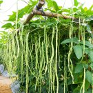 50 Seeds Cow Pea Seeds for Planting Non-GMO (Seeds)