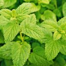 250 Seeds Lemon Balm Seeds for Planting Melissa officinalis Popular Garden Herb (Seeds)
