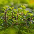 100 Seeds Sweet Marjoram Seeds for Planting Origanum majorana Perennial Herb (Seeds)