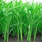 200 Seeds Ong Choy Seeds to Grow Very Healthy Water Spinach (Seeds)