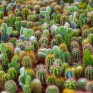 50+ Seeds Cacti Seeds Mix Grow Exotic Cacti (Seeds)