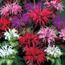 25 Seeds Bee Balm Flower Seeds - Monarda Didyma Mixed Color (Seeds)
