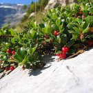 15 Seeds Bearberry Seeds for Planting Attractive Fruit Bearing Ground Cover Plant (Seeds)