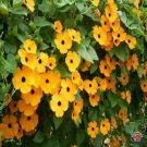 100 Seeds Black Eyed Susan Vine Seeds for Planting Exotic Garden Flowers (Seeds)