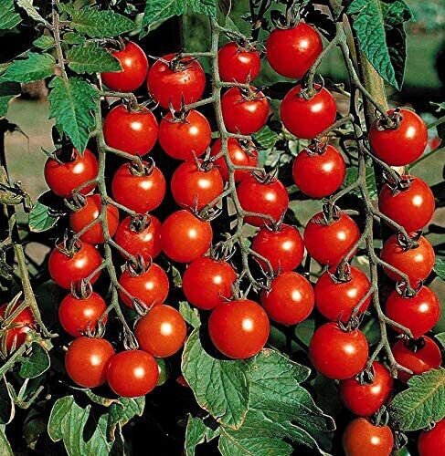 100 Seeds Cherry Tomato (Seeds)
