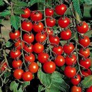 100 Seeds Cherry Tomato (Seeds)