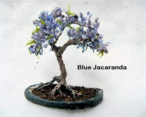 30 Seeds 3 Types Flowering Bonsai Tree Seeds Chinese Wisteria, Judas Tree, Blue Jacaranda (Seeds)