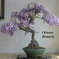 30 Seeds 3 Types Flowering Bonsai Tree Seeds Chinese Wisteria, Judas Tree, Blue Jacaranda (Seeds)