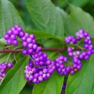 50 Seeds American Beauty Berry - Callicarpa Americana Non-GMO (Seeds)