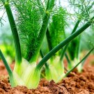 100 Seeds Fennel Seeds for Planting Preludio Fennel Bulbs for Cuisine (Seeds)
