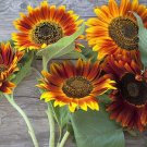 50 Seeds Autumn Beauty Sunflower Seeds for Planting Vibrant Fall Colors (Seeds)