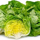 250 Seeds Big Boston Lettuce Seeds for Planting Rare Garden Vegetable (Seeds)