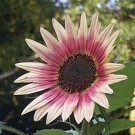 25 Seeds Indian Blanket Sunflower Seeds to Grow Exotic Indian Blanket Sunflower (Seeds)