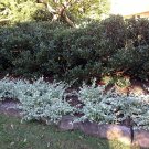 50 Seeds Saltbush Seeds for Planting Great Landscape Bush (Seeds)