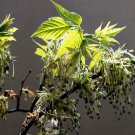 30 Seeds Boxelder Maple Tree Seeds for Planting Acer Negundo (Seeds)