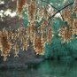 30 Seeds Boxelder Maple Tree Seeds for Planting Acer Negundo (Seeds)