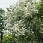 30 Seeds Boxelder Maple Tree Seeds for Planting Acer Negundo (Seeds)