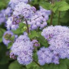 500 Seeds Blue Planet Ageratum Flower Seeds for Planting Ageratum houstonianum (Seeds)