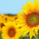 50 Seeds Grey Striped Mammoth Sunflower Seed to Plant Huge Vibrant Flowers (Seeds) 50 Seeds Grey Striped Mammoth Sunflower Seed to Plant Huge Vibrant Flowers (Seeds)