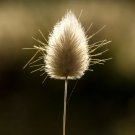 25 Seeds Bunny Tails Ornamental Grass Seeds, Dried Flowers, Craft, Lagarus Ovatus (Seeds)