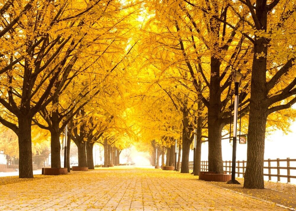 1 Seed Gingko Live Tree Seedlings Ginko Trees (Seeds)