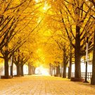 1 Seed Gingko Live Tree Seedlings Ginko Trees (Seeds)
