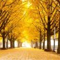 1 Seed Gingko Live Tree Seedlings Ginko Trees (Seeds)