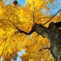 1 Seed Gingko Live Tree Seedlings Ginko Trees (Seeds)