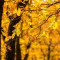 1 Seed Gingko Live Tree Seedlings Ginko Trees (Seeds)