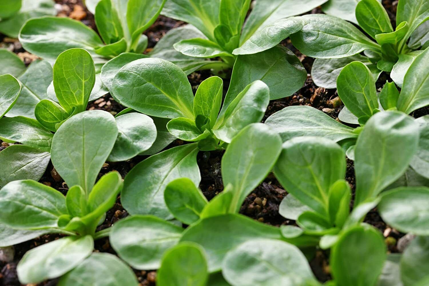 300 Seeds Plus Corn Salad Mache Lamb's Lettuce 300 Seeds (Seeds)