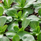 300 Seeds Plus Corn Salad Mache Lamb's Lettuce 300 Seeds (Seeds)