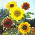 50 Seeds Mardi Gras Mix Sunflower Seeds for Planting Great for Hummingbird Butterfly (Seeds)