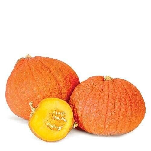 10 Seeds Warty Gnome Mini Pumpkin Seeds for Planting (Seeds)