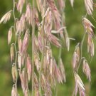 500 Seeds Sideoats Grass Seeds for Planting - Bouteloua curtipendula (Seeds)