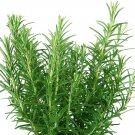 50 Seeds Rosemary Herb Seeds for Planting Rosmarinus officinalis (Seeds)
