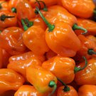 30 Seeds Habanero Pepper Seeds to Plant Hot Tasty Nutritious (Seeds)