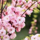 10 Seeds Flowering Plum Bonsai Tree Seeds to Plant Prunus Triloba (Seeds)