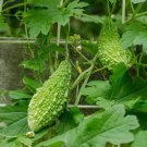 10 Seeds Green Bitter Gourd Vine Seeds for Planting Bitter Melon Gourd (Seeds) 10 Seeds Green Bitter Gourd Vine Seeds for Planting Bitter Melon Gourd (Seeds)